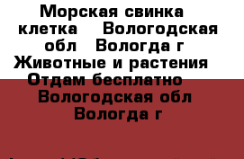 Морская свинка   клетка  - Вологодская обл., Вологда г. Животные и растения » Отдам бесплатно   . Вологодская обл.,Вологда г.